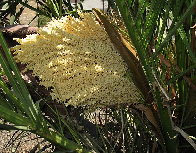 Detailed Picture 2 of Canary Island Date Palm