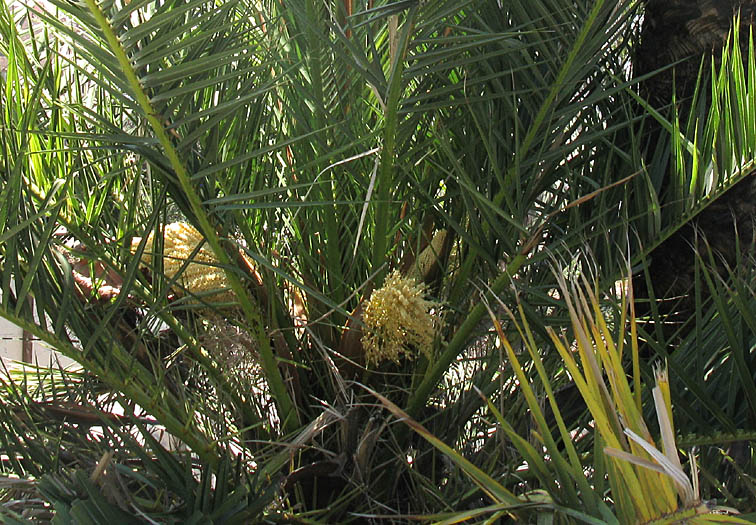 Detailed Picture 3 of Canary Island Date Palm