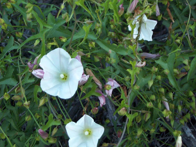 Detailed Picture 4 of Wild Morning Glory