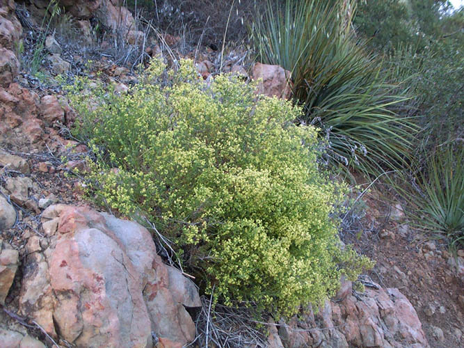 Detailed Picture 5 of Narrow-leaved Bedstraw