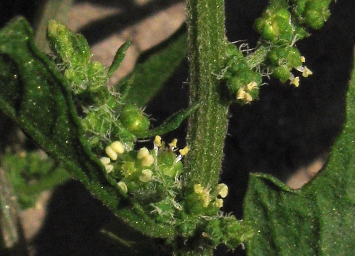 Detailed Picture 1 of Mexican tea