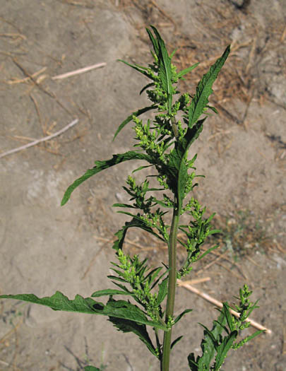 Detailed Picture 2 of Mexican tea