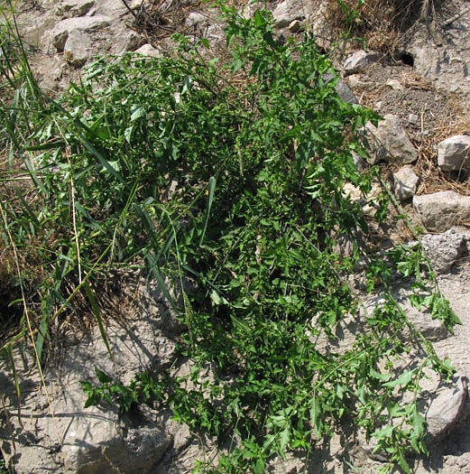 Detailed Picture 5 of Little White Nightshade