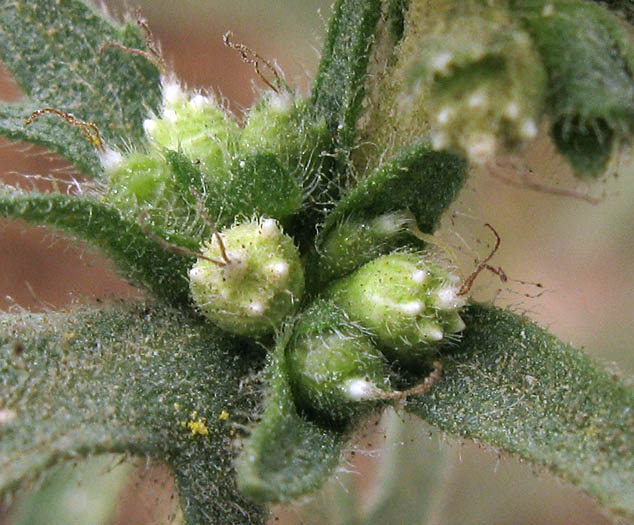 Detailed Picture 3 of Western Ragweed