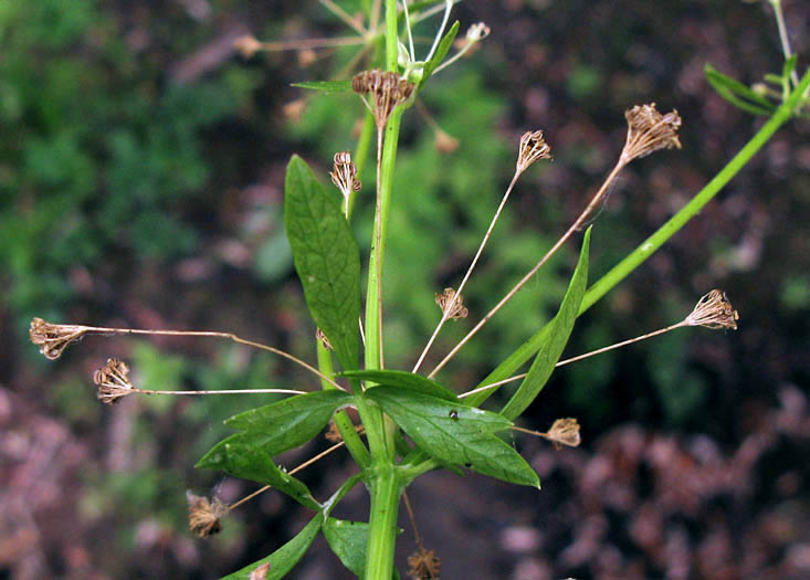 Detailed Picture 7 of Celery