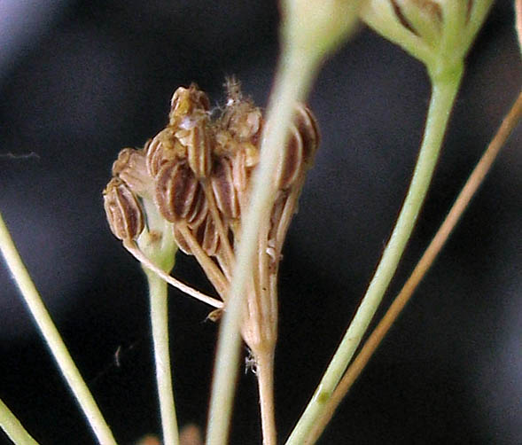 Detailed Picture 8 of Celery