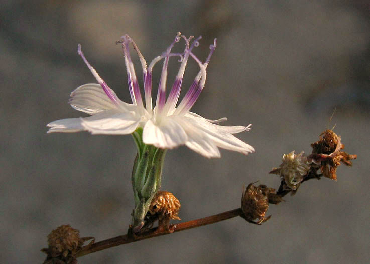 Detailed Picture 3 of San Diego Milk-aster