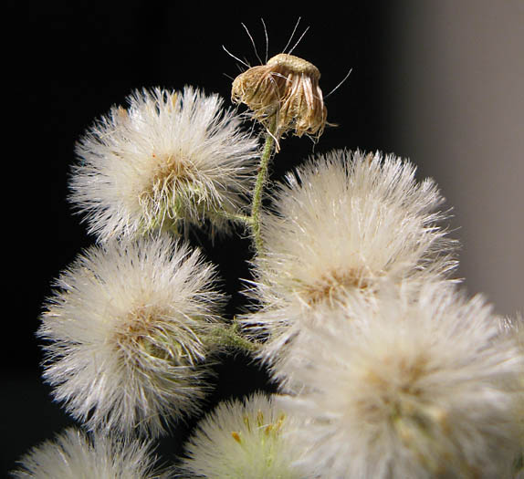 Detailed Picture 8 of Coulter's Horseweed