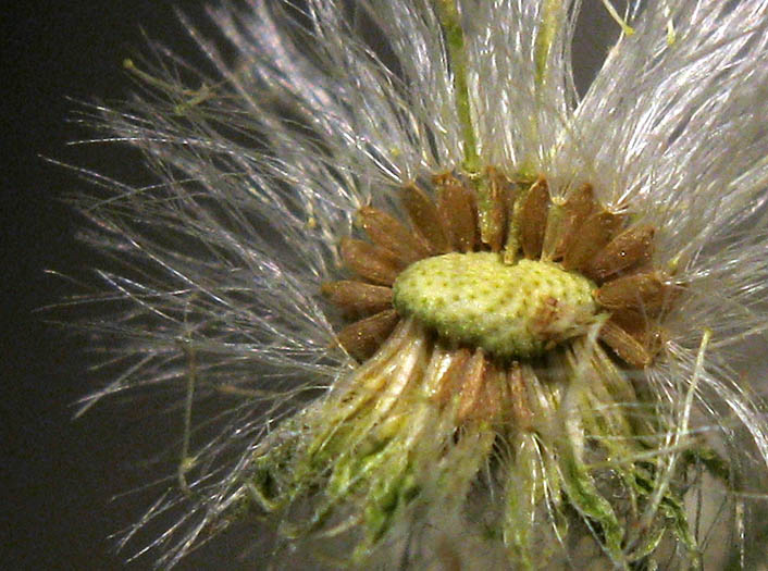 Detailed Picture 9 of Coulter's Horseweed