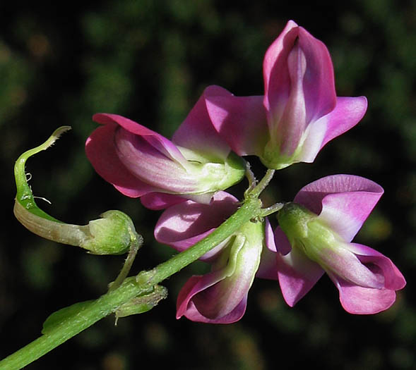 Detailed Picture 2 of Dolichos Pea