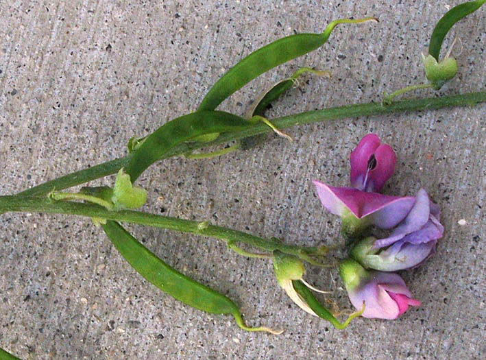 Detailed Picture 3 of Dolichos Pea