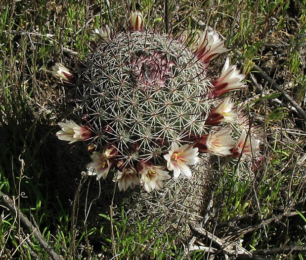 Detailed Picture 4 of California Fishhook Cactus