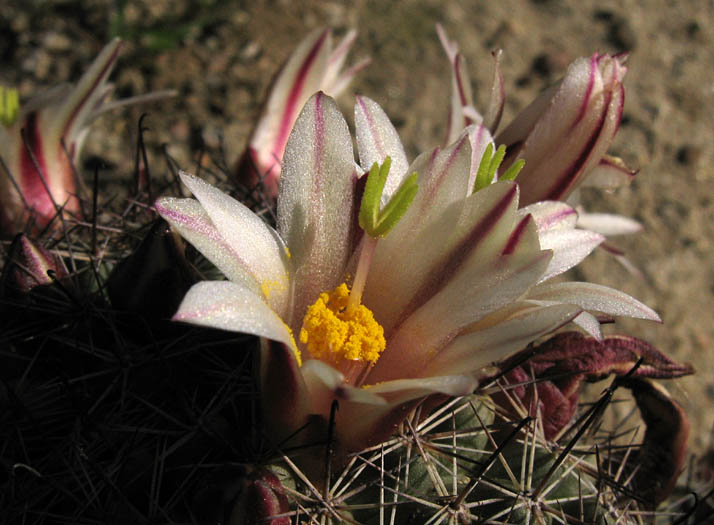 Detailed Picture 2 of California Fishhook Cactus