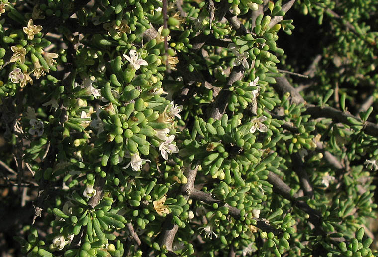 Detailed Picture 5 of California Desert Thorn