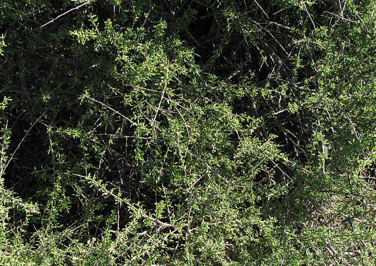 Detailed Picture 6 of California Desert Thorn