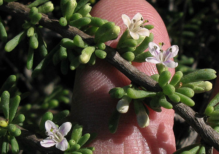 Detailed Picture 4 of California Desert Thorn