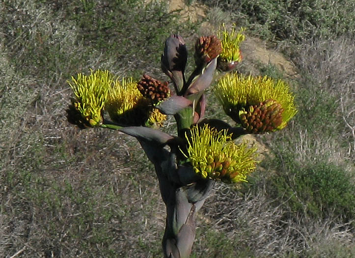 Detailed Picture 2 of Shaw's Agave