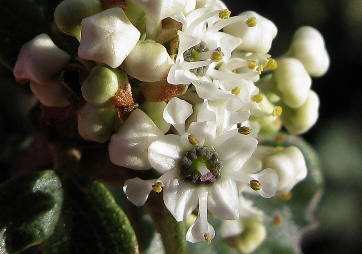 Detailed Picture 1 of Wart-Stemmed Ceanothus
