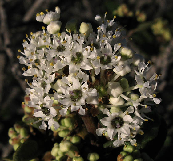 Detailed Picture 2 of Wart-Stemmed Ceanothus