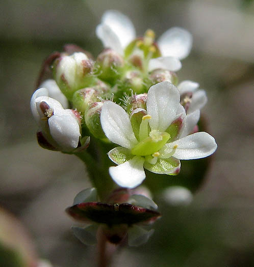 Detailed Picture 2 of Shiny Peppergrass