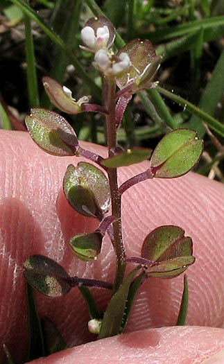 Detailed Picture 3 of Shiny Peppergrass