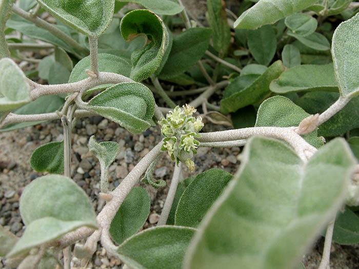 Detailed Picture 3 of Croton