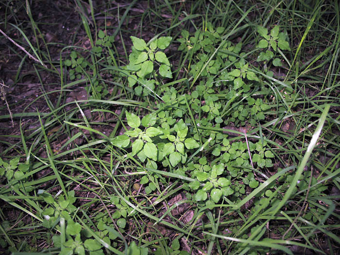 Detailed Picture 5 of Rillita Pellitory