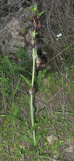 Detailed Picture 7 of Chocolate Lily