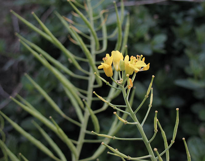 Detailed Picture 4 of Field Mustard