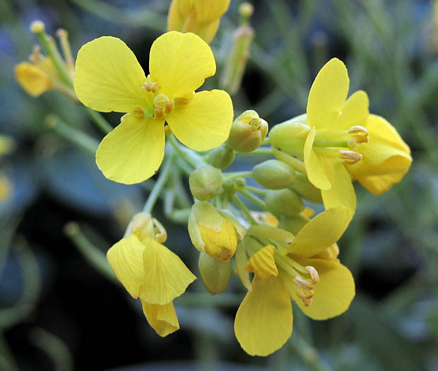 Detailed Picture 2 of Field Mustard