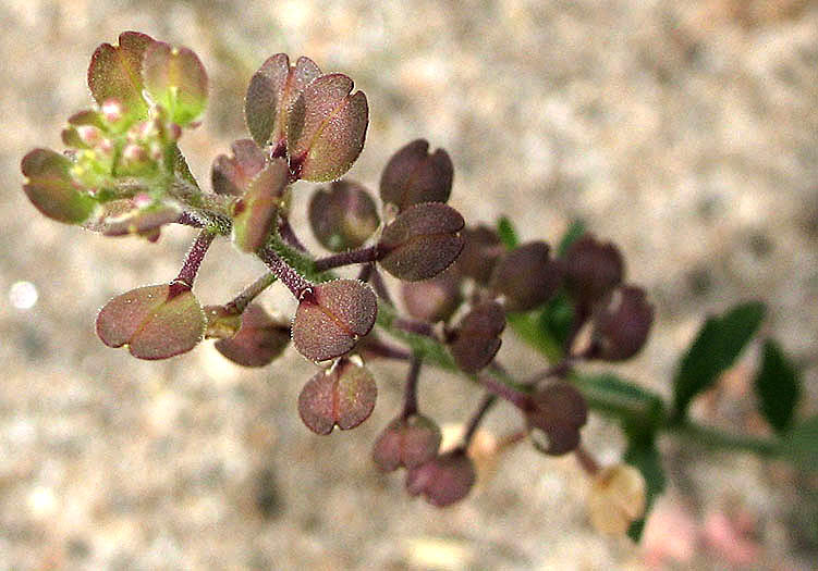 Detailed Picture 3 of Hairy Podded Peppergrass