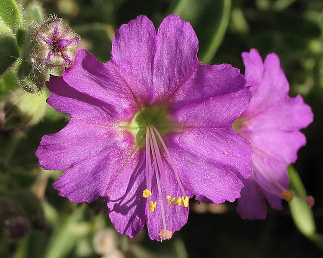 Detailed Picture 1 of Wishbone Bush