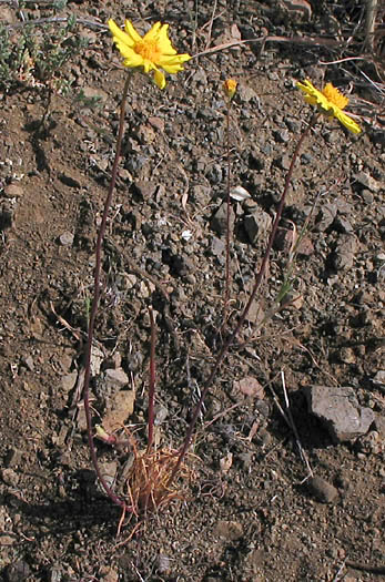 Detailed Picture 4 of California Coreopsis