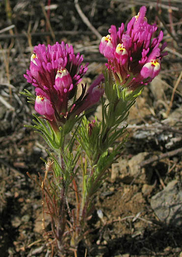 Detailed Picture 3 of Purple Owl's Clover