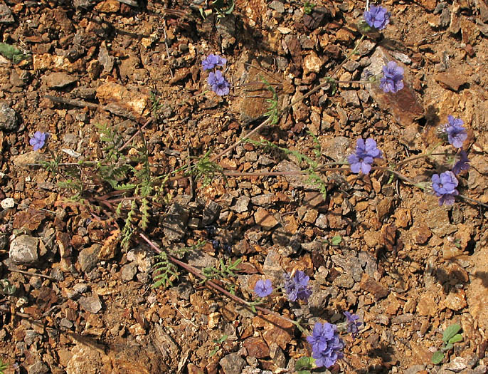 Detailed Picture 5 of Fern-leaf Phacelia