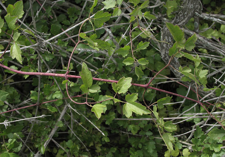 Detailed Picture 2 of Ropevine Clematis