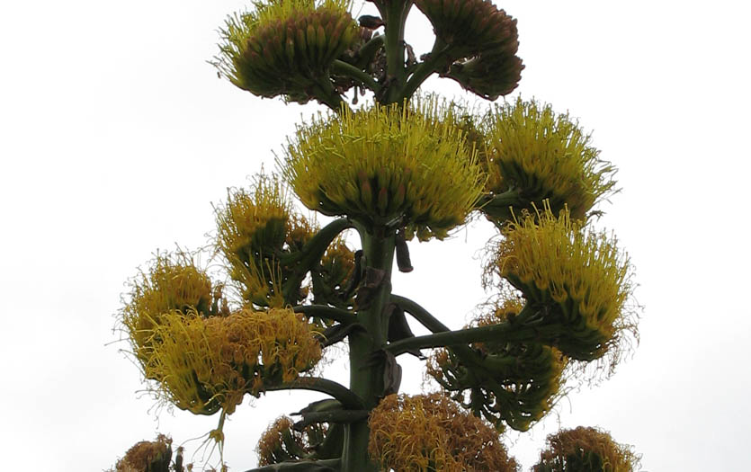 Detailed Picture 1 of Shaw's Agave