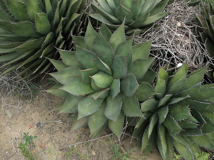 Detailed Picture 3 of Shaw's Agave
