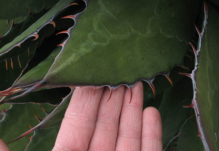 Detailed Picture 5 of Shaw's Agave