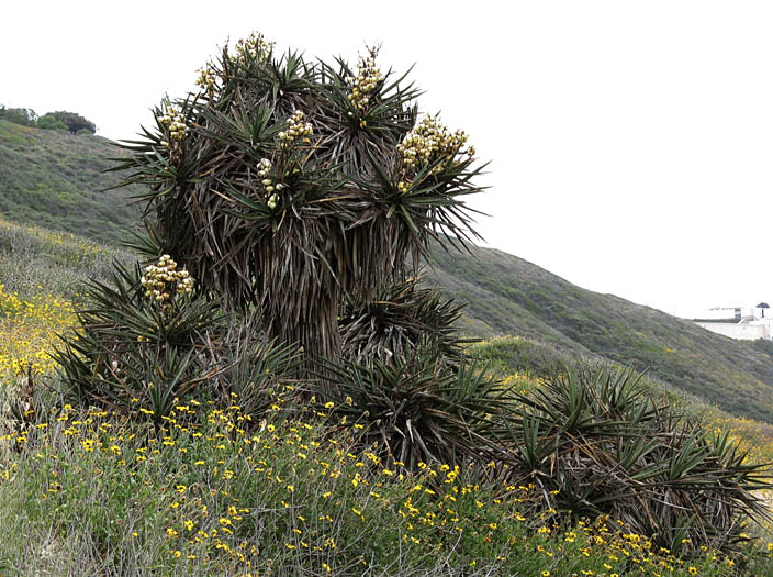 Detailed Picture 3 of Mojave Yucca