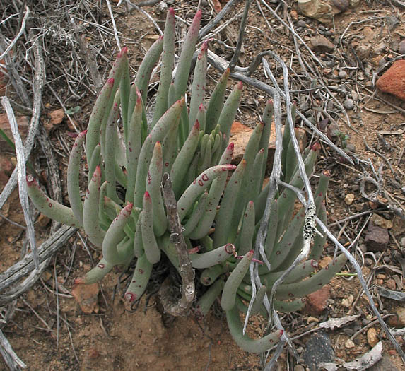 Detailed Picture 4 of Lady-fingers Dudleya