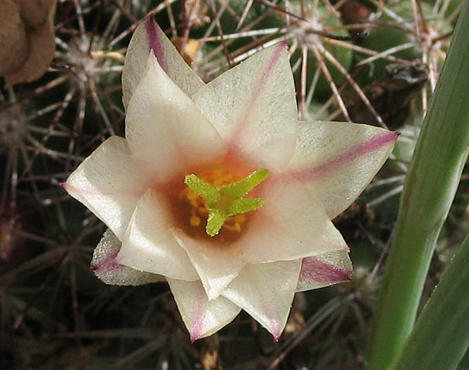 Detailed Picture 1 of California Fishhook Cactus