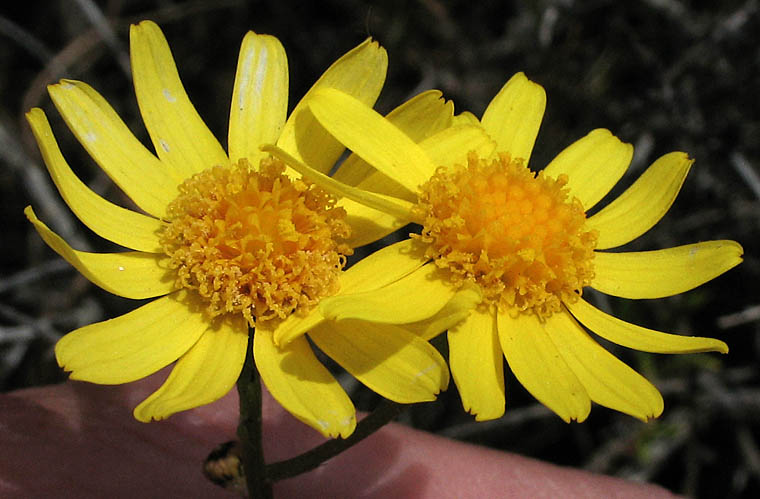 Detailed Picture 2 of California Ragwort