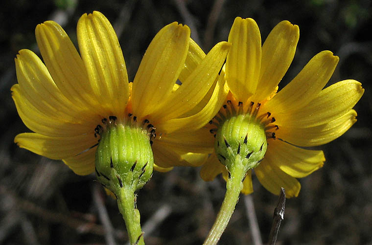 Detailed Picture 3 of California Ragwort