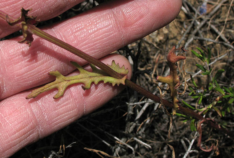 Detailed Picture 5 of California Ragwort