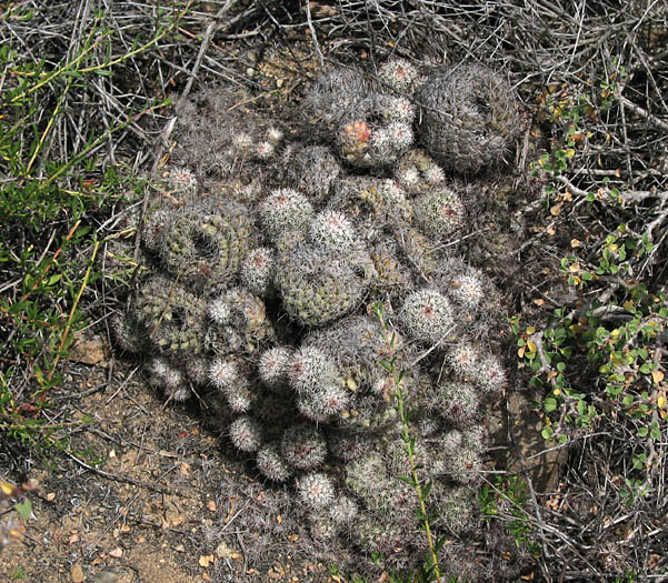 Detailed Picture 7 of California Fishhook Cactus