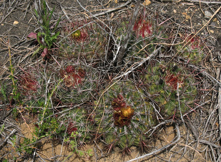 Detailed Picture 4 of San Diego Barrel Cactus