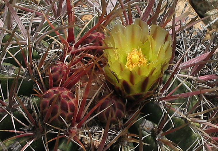 Detailed Picture 2 of San Diego Barrel Cactus