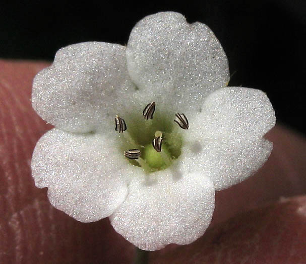 Detailed Picture 1 of White Fiesta Flower