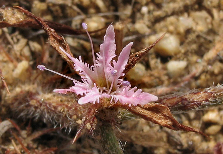 Detailed Picture 2 of Fringed Spineflower
